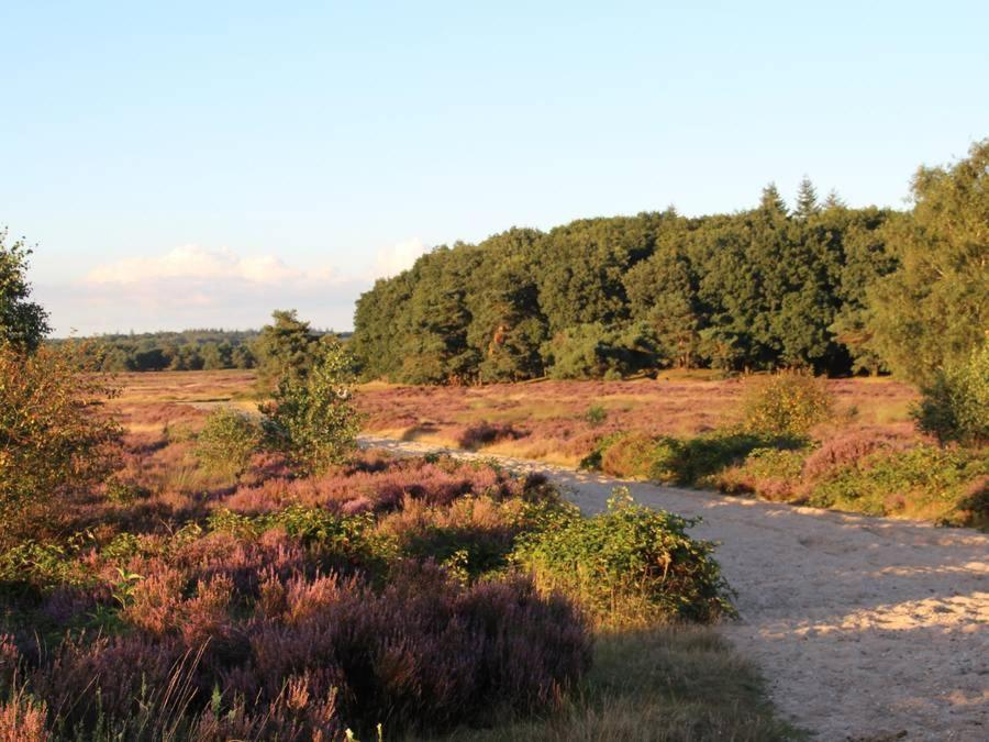 Вилла Chalet Veluwe Вагенинген Экстерьер фото